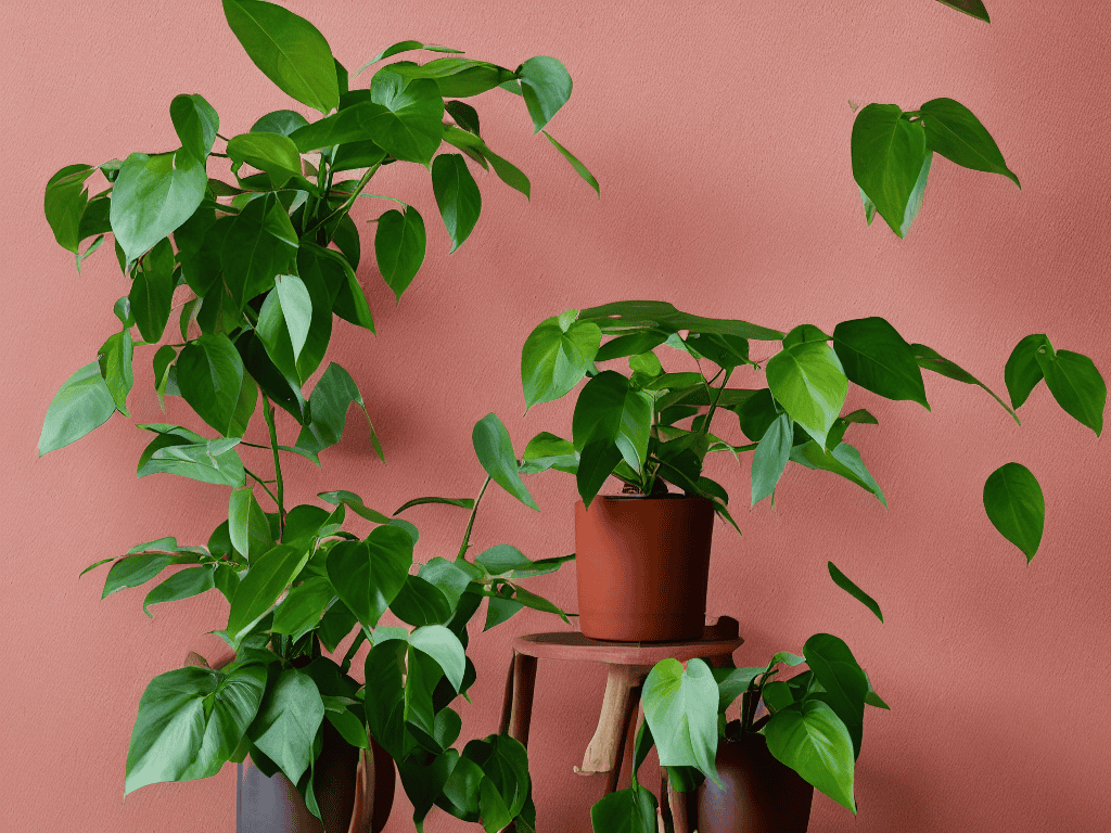Low Maintenance Plant Care Tips